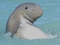 Australian Snubfin Dolphin