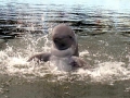 Australian Snubfin Dolphin