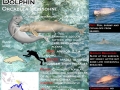 Australian Snubfin Dolphin