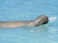 Australian Snubfin Dolphin