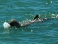 Australian Snubfin Dolphin