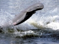Australian Snubfin Dolphin