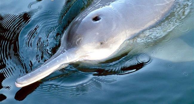 Yangtze River Dolphin