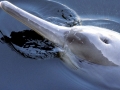 Yangtze River Dolphin