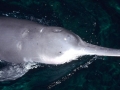 Yangtze River Dolphin