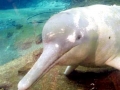 Yangtze River Dolphin