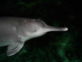 Yangtze River Dolphin