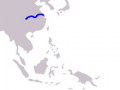 Yangtze River Dolphin