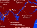 Yangtze River Dolphin