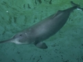 Yangtze River Dolphin