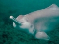 Yangtze River Dolphin
