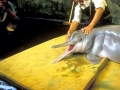 Yangtze River Dolphin