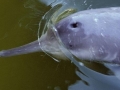 Yangtze River Dolphin