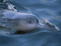 Yangtze River Dolphin