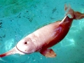 Yangtze River Dolphin