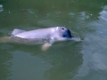 Yangtze River Dolphin