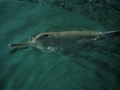 Yangtze River Dolphin
