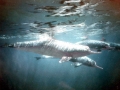 Yangtze River Dolphin