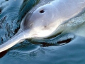 Yangtze River Dolphin