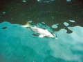 Yangtze River Dolphin