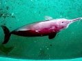 Yangtze River Dolphin