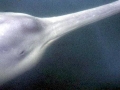 Yangtze River Dolphin