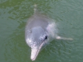 Yangtze River Dolphin