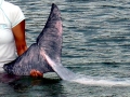 Yangtze River Dolphin