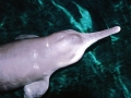 Yangtze River Dolphin