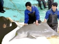 Yangtze River Dolphin