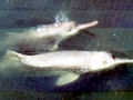 Yangtze River Dolphin