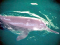 Yangtze River Dolphin