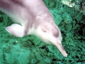 Yangtze River Dolphin