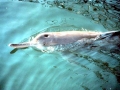 Yangtze River Dolphin
