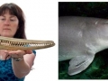Yangtze River Dolphin
