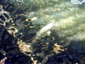 Yangtze River Dolphin