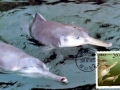 Yangtze River Dolphin
