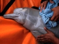 Yangtze River Dolphin