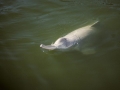 Yangtze River Dolphin