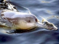 Yangtze River Dolphin
