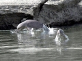 Yangtze River Dolphin