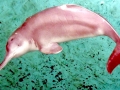 Yangtze River Dolphin