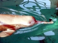 Yangtze River Dolphin