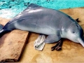 Yangtze River Dolphin