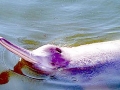Yangtze River Dolphin