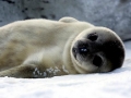 Baikal Seal
