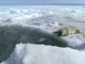 Baikal Seal