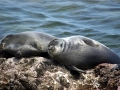 Baikal Seal