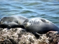 Baikal Seal