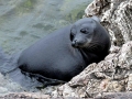 Baikal Seal